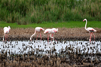 Phoenicopterus roseus